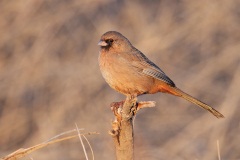 Abert's Towhee