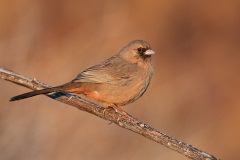 Abert's Towhee