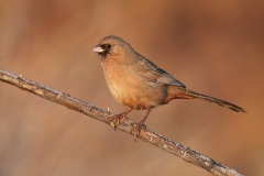 Abert's Towhee