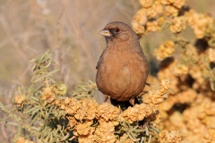 Abert's Towhee