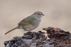 Olive Sparrow