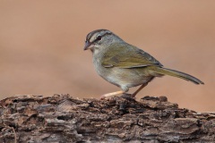 Olive Sparrow
