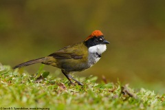 Chestnut-capped Brush-Finch