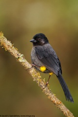 Yellow-thighed Finch