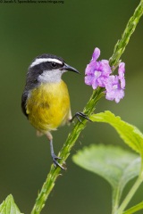 Bananaquit