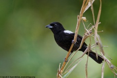 White-shouldered Tanager