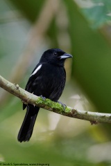 White-shouldered Tanager