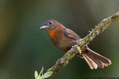 Red-throated Ant-Tanager