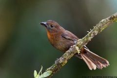 Red-throated Ant-Tanager