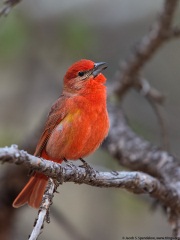 Hepatic Tanager