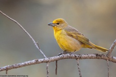 Hepatic Tanager