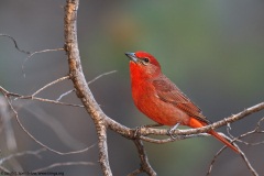 Hepatic Tanager