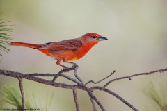 Hepatic Tanager