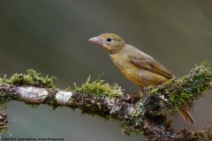 Summer Tanager