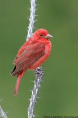 Summer Tanager