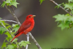 Summer Tanager