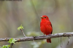 Summer Tanager