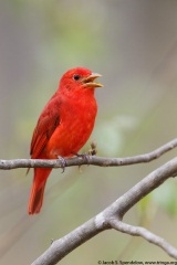 Summer Tanager