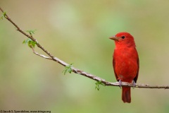 Summer Tanager