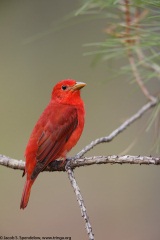 Summer Tanager