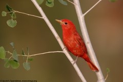 Summer Tanager