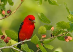 Scarlet Tanager