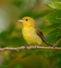 Scarlet Tanager