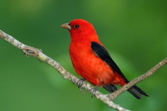 Scarlet Tanager