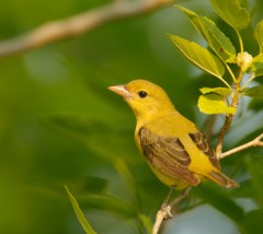 Scarlet Tanager