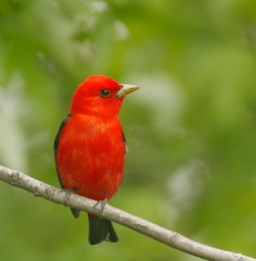 Scarlet Tanager