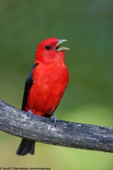 Scarlet Tanager