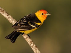 Western Tanager