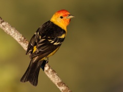 Western Tanager