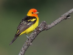 Western Tanager