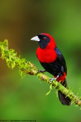 Crimson-collared Tanager