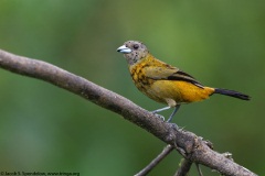 Passerini's Tanager