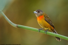 Cherrie's Tanager