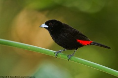 Cherrie's Tanager