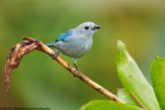 Blue-gray Tanager