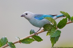 Blue-gray Tanager