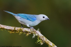 Blue-gray Tanager