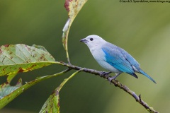 Blue-gray Tanager