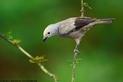 Palm Tanager