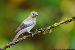 Palm Tanager