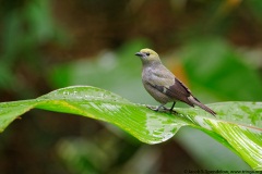 Palm Tanager