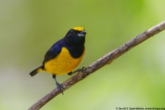 Yellow-crowned Euphonia