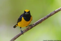 Yellow-crowned Euphonia