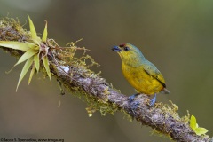 Olive-backed Euphonia