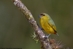 Olive-backed Euphonia