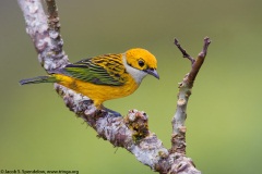 Silver-throated Tanager